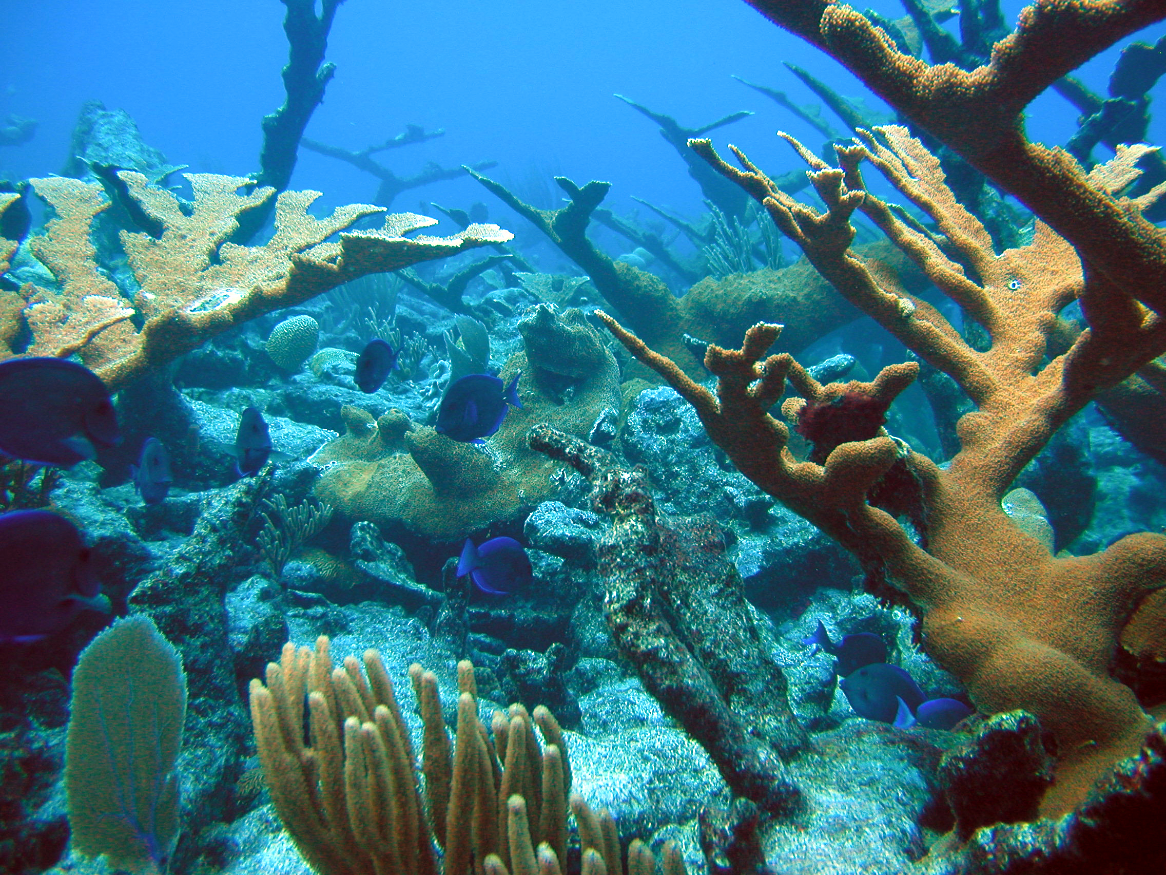 Коралловые рифы страна. Атлантический океан коралловый риф. Барьерный риф кораллы. Океанские рифы. Подводный мир кораллы.