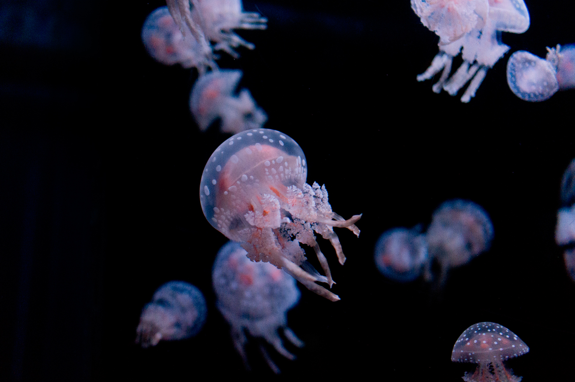 The Secret To Swimming Like A Jellyfish? Pull, Don't Push