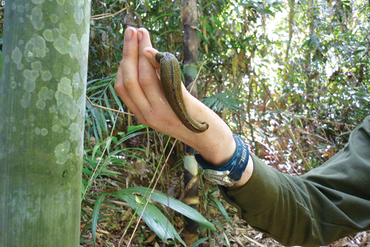 How Leeches Can Track Down The World's Rarest Animals