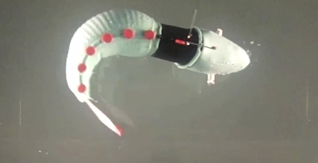 MIT's robot fish is nearly as speedy and squishy as the real thing