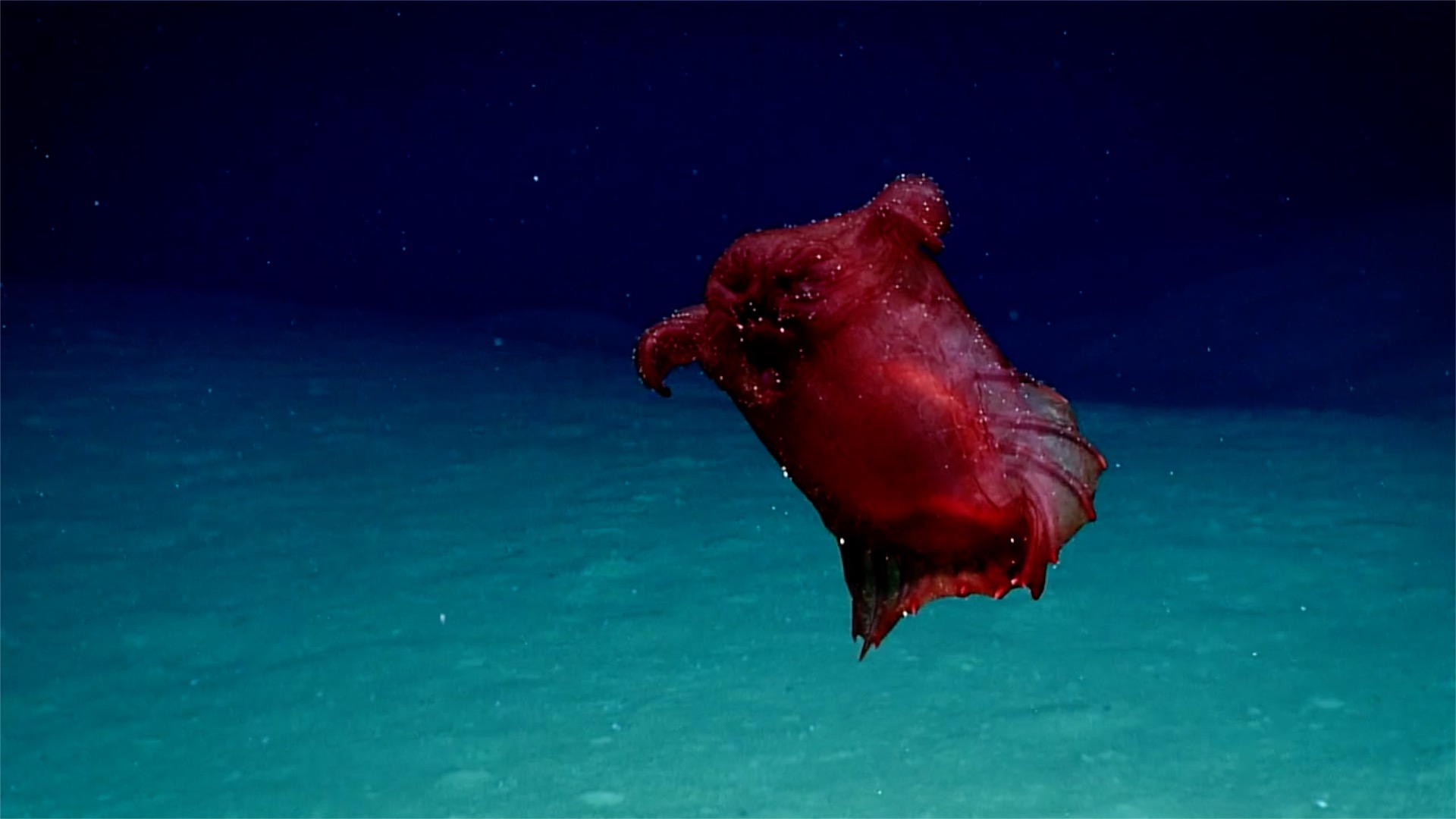 Monsters of the Deep - BLOBFISH 