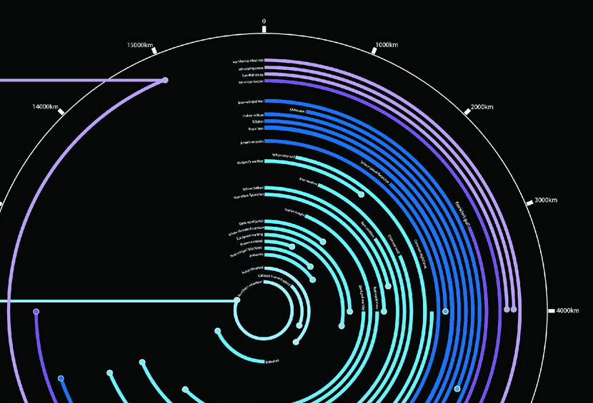 which-birds-are-built-for-long-distance-travel-infographic