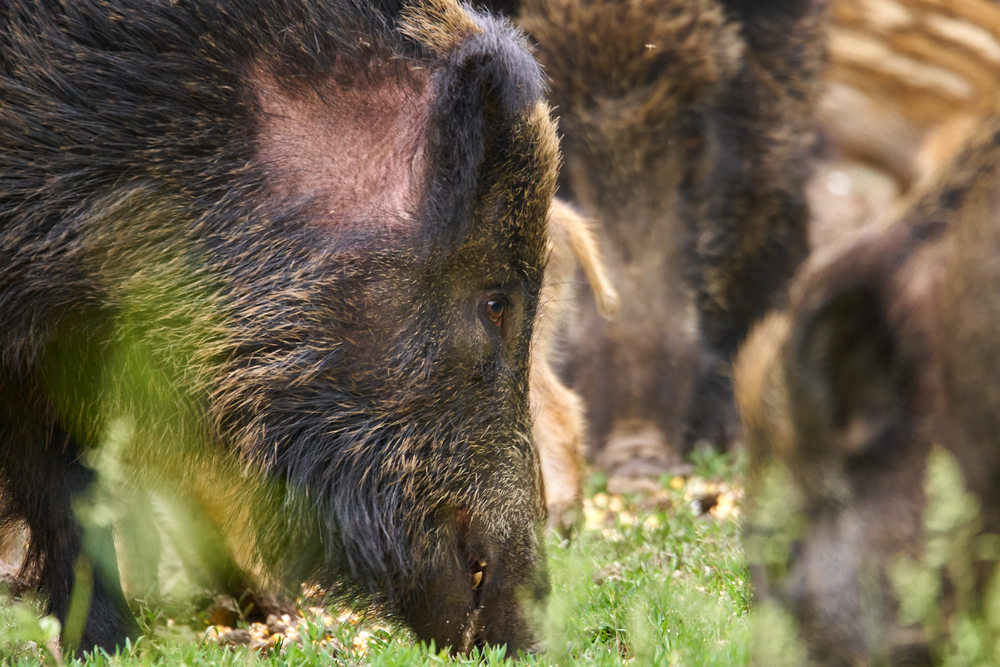Feral pigs are ruining ecosystems across 35 states and hunting is ...