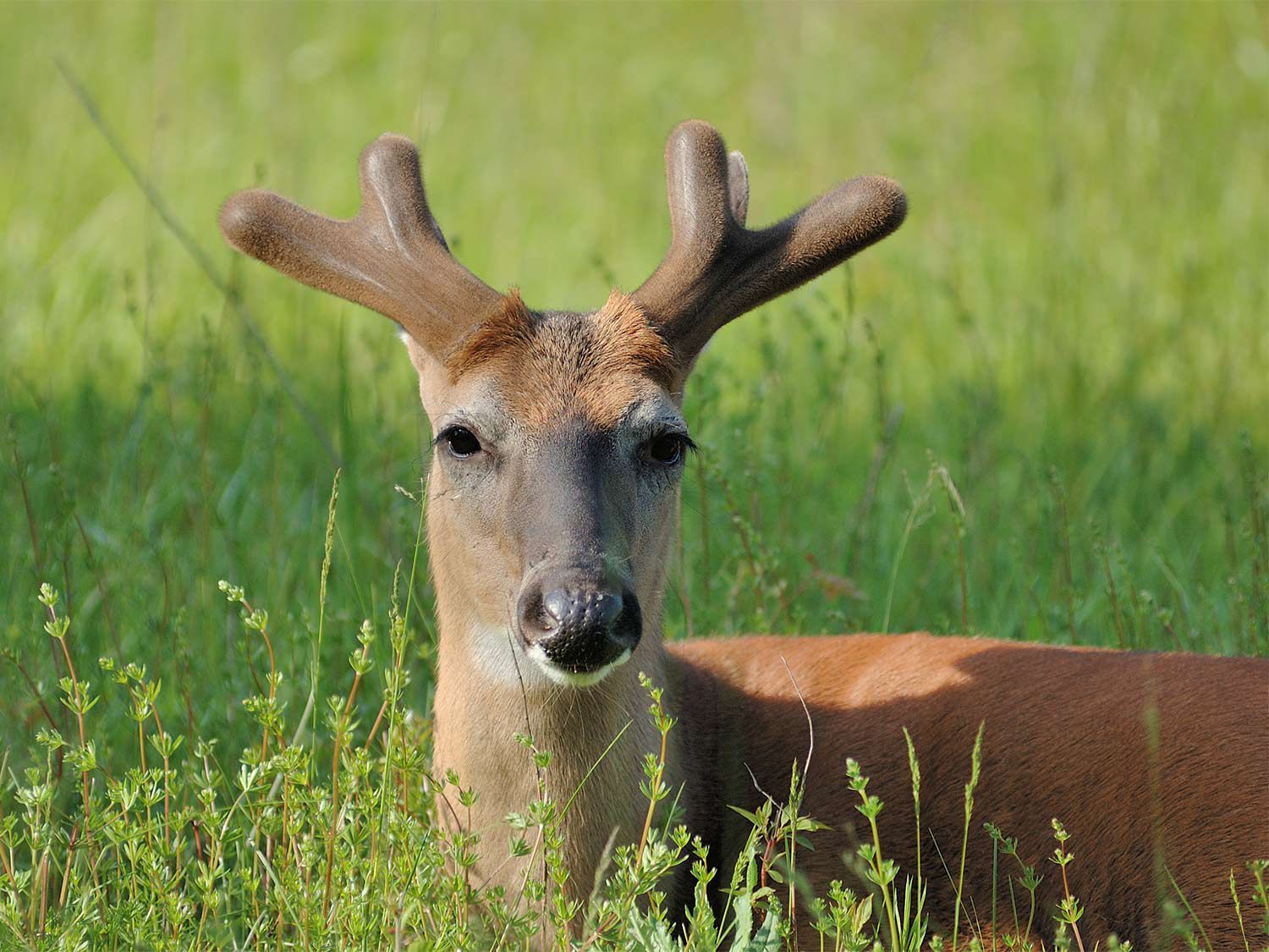 Mule deer's antlers unlike any other