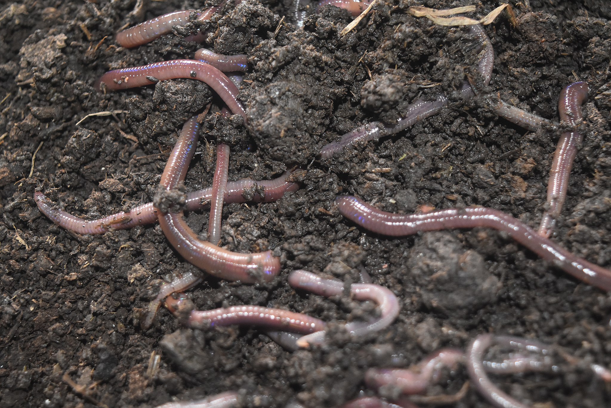 Invasive earthworms are burrowing into boreal forests worldwide