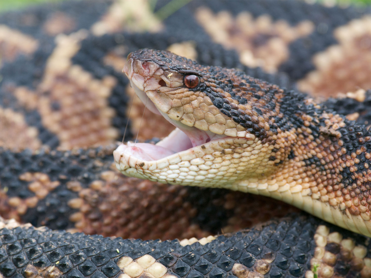 The Longest Species Of Snakes That Slither The Planet