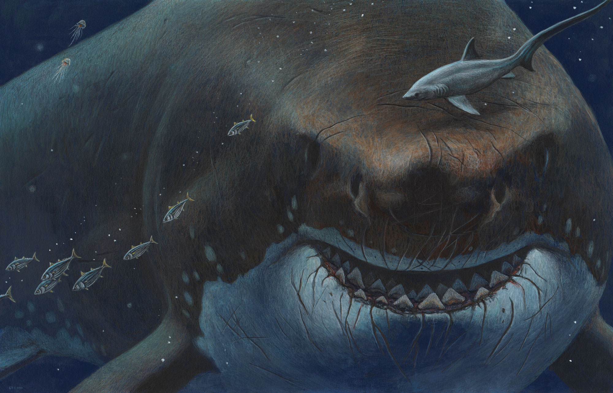 largest shark in the world megalodon