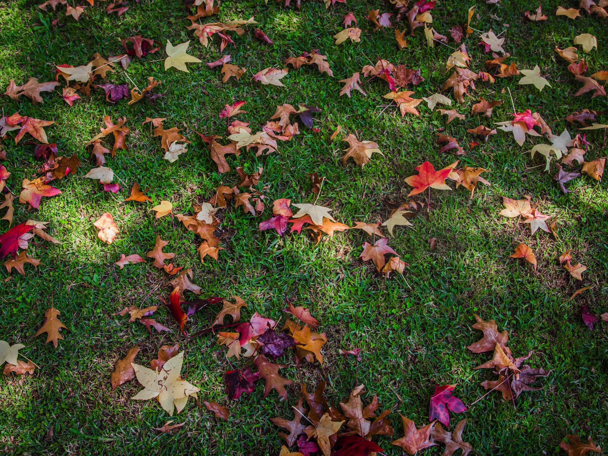 Climate Change Is Affecting Fall Foliage, But Not In The Way You Think