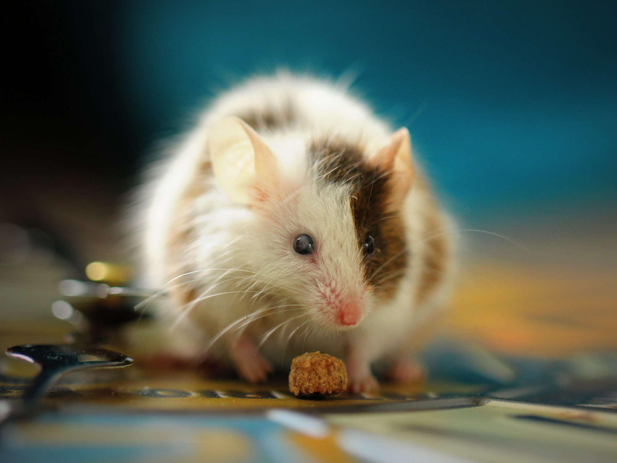 How long does it take rat poison to work? - DIY Pest Control