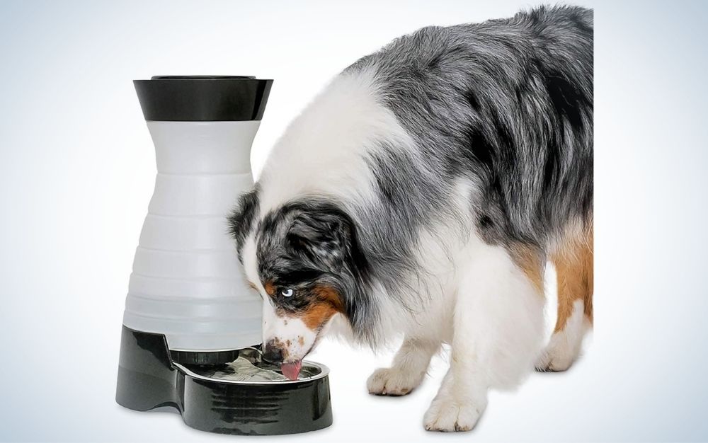 Make A Cheap Water Bowl Pet Fountain For Dog Cat Animal Easy To