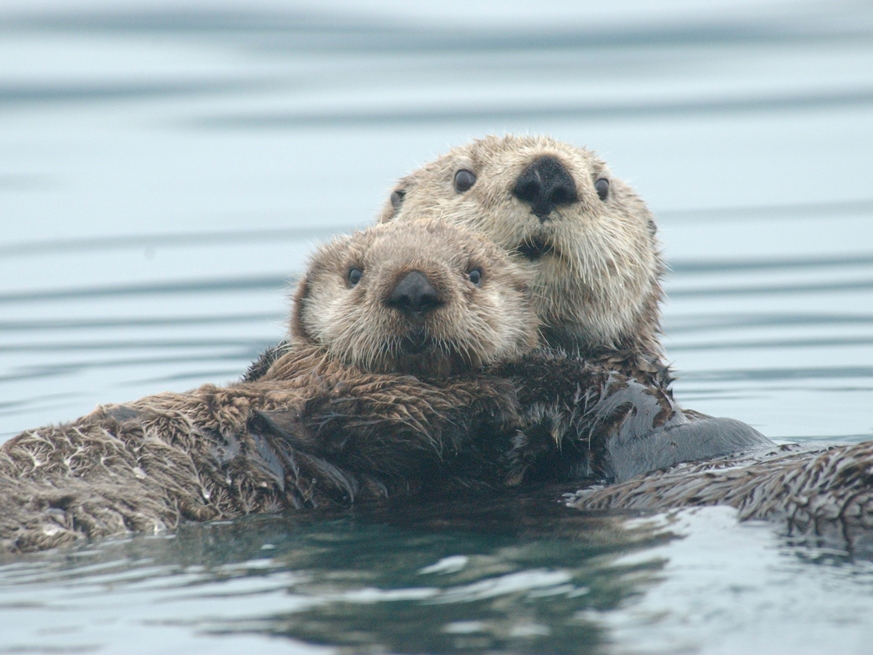Sea Otters Eating