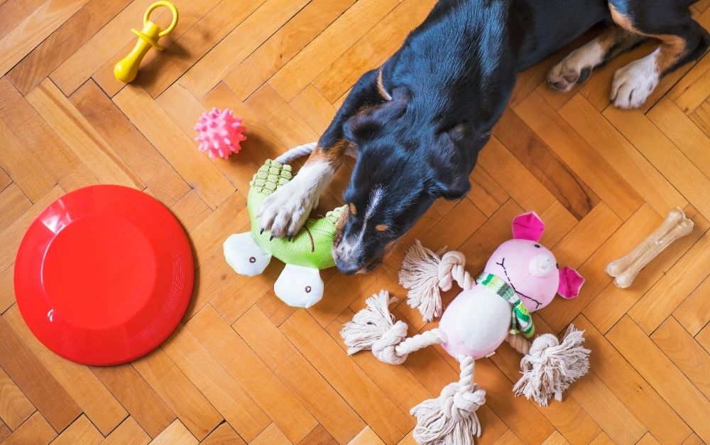 Top Activities For Dogs Who Like To Chew - Wag!