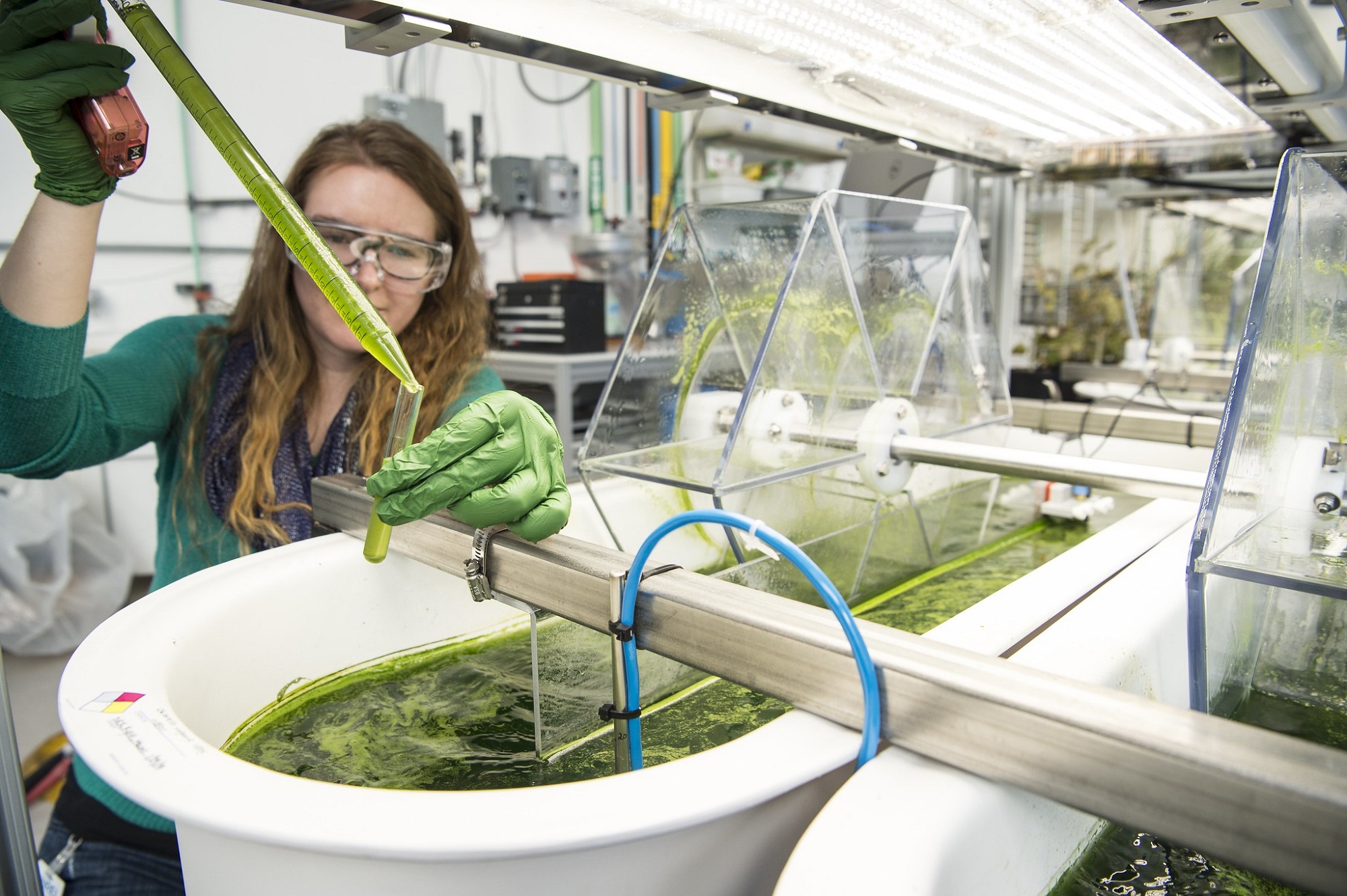 How to make algae biofuel and feedstock less expensive | Popular Science