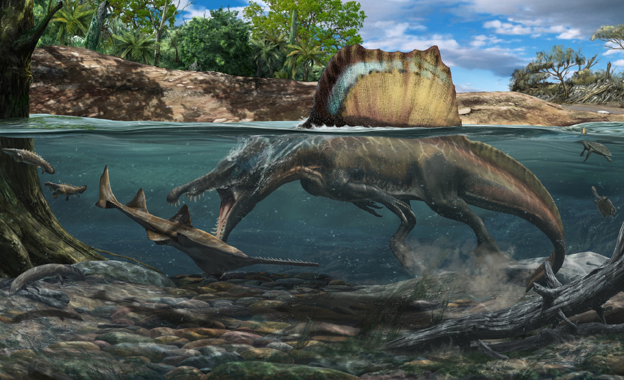 onderwerpen Overeenstemming Tenslotte Spinosaurus had bones built for swimming | Popular Science