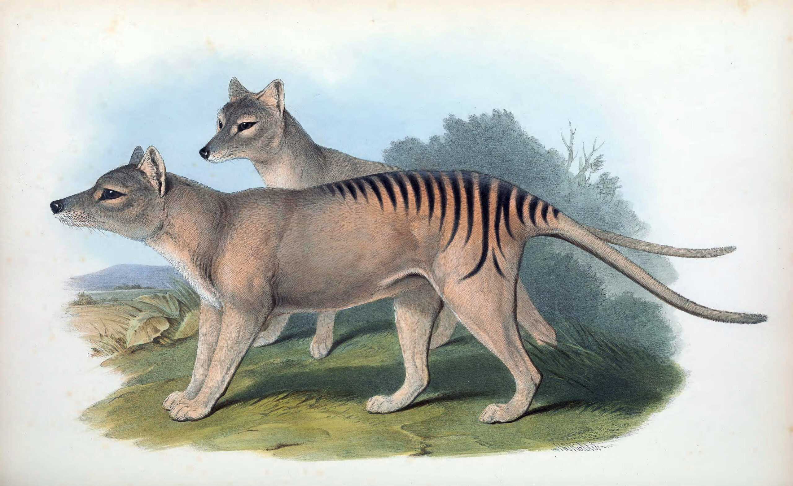 Scientists announce plans to resurrect extinct Tasmanian tiger