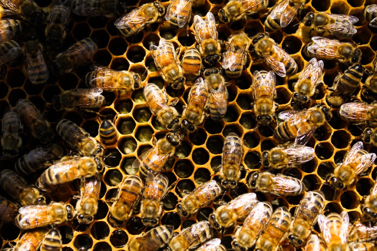 https://www.popsci.com/uploads/2022/10/21/honeybee-colony-vaccine-1.jpeg?auto=webp
