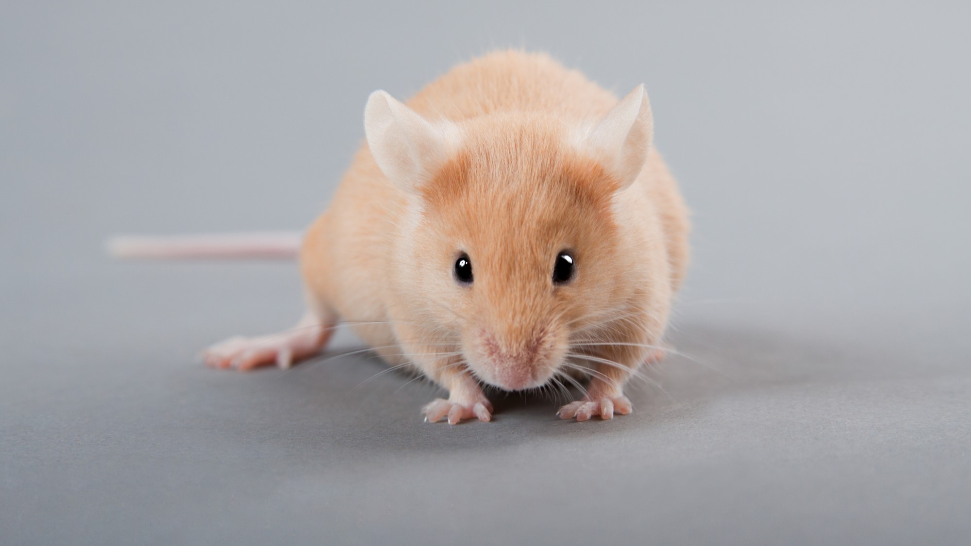 Correlation of ages of human and laboratory hamster in their