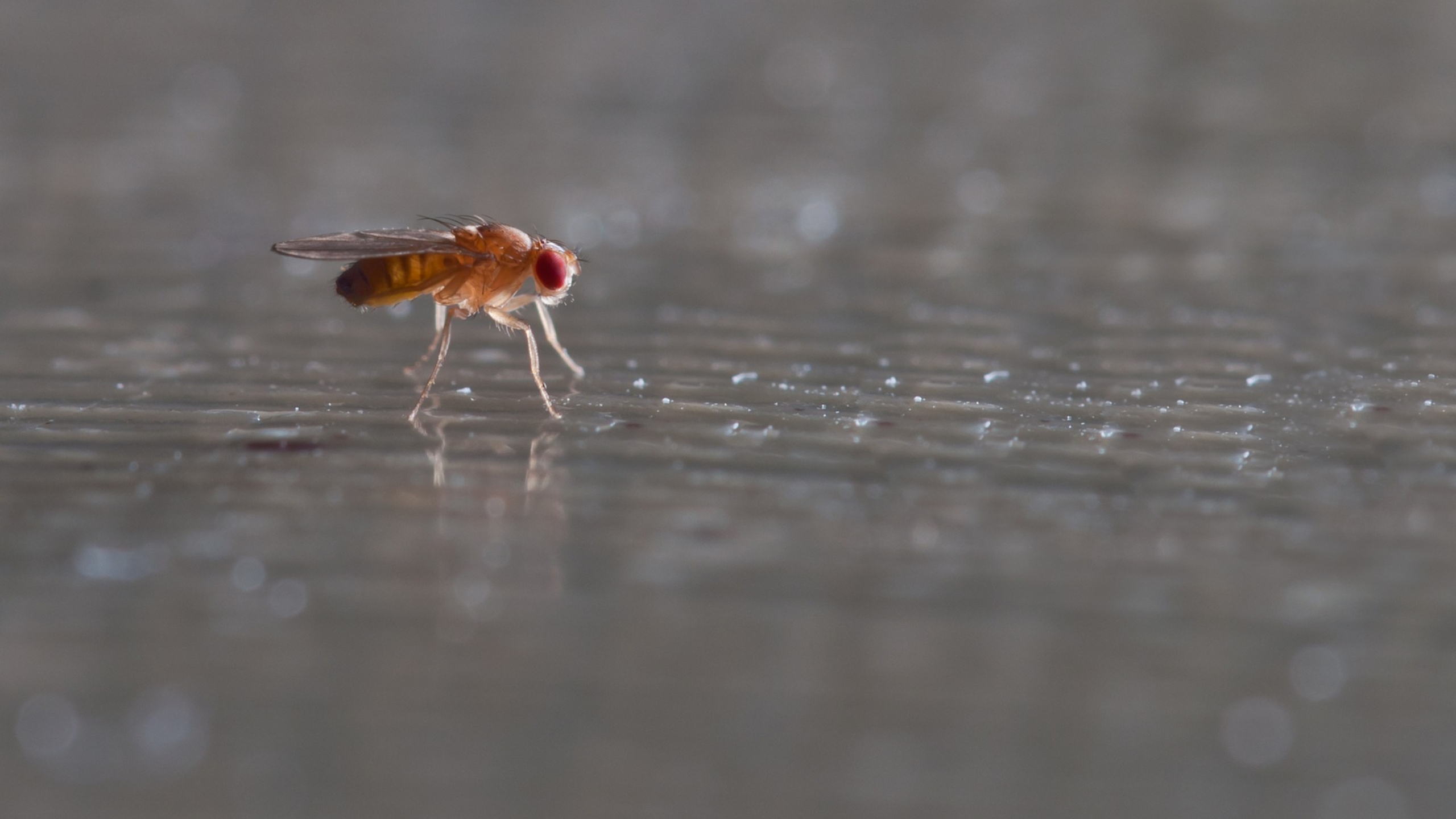 Fruit flies have shorter lives if exposed to their own dead