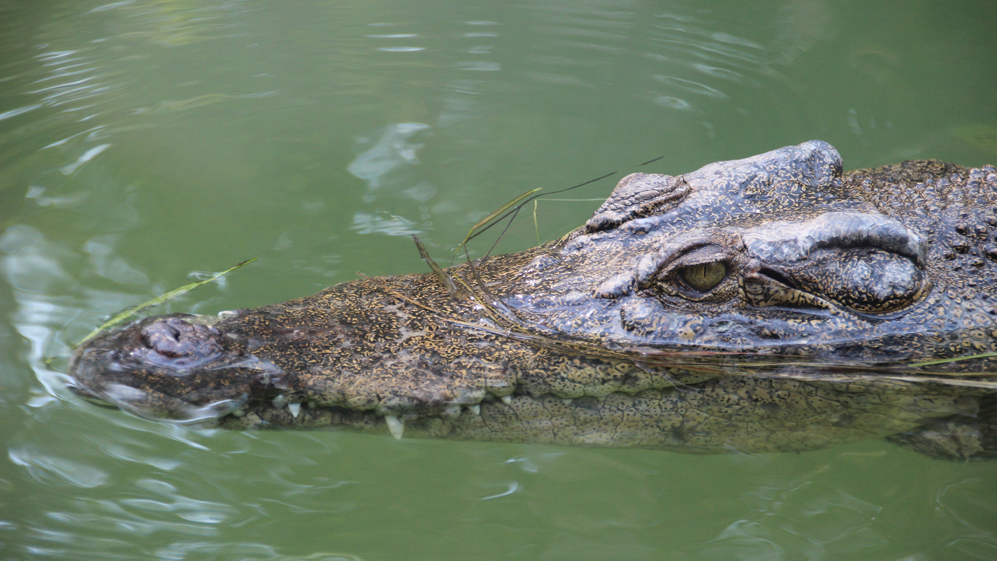 Is Crocodile Skin Ethical or Sustainable? - Good On You