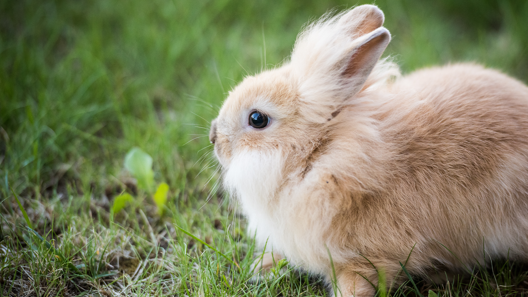 Feral rabbits overrun Florida suburb | Popular Science