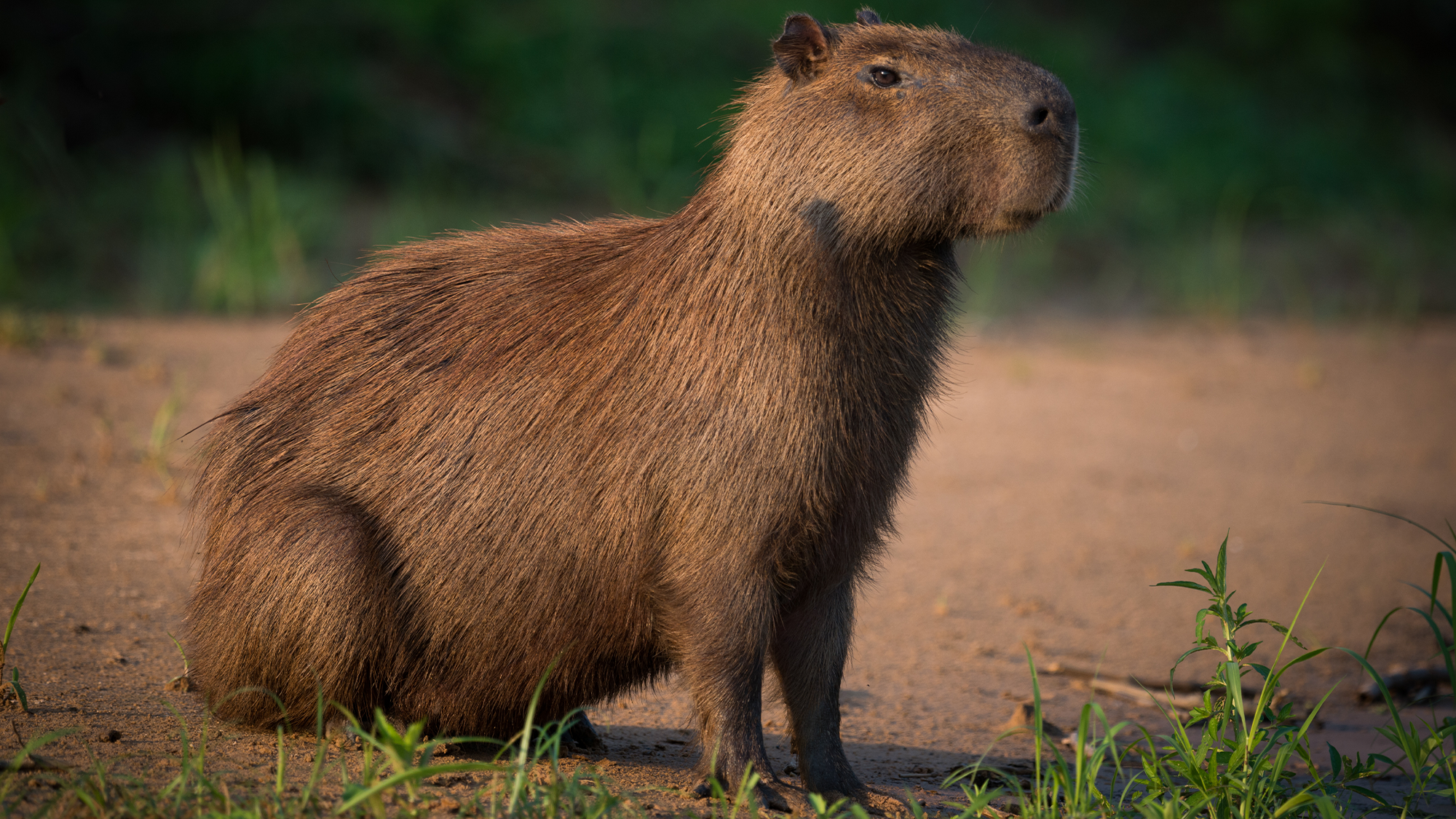 https://www.popsci.com/uploads/2023/10/05/capybara-riverbank.png?auto=webp