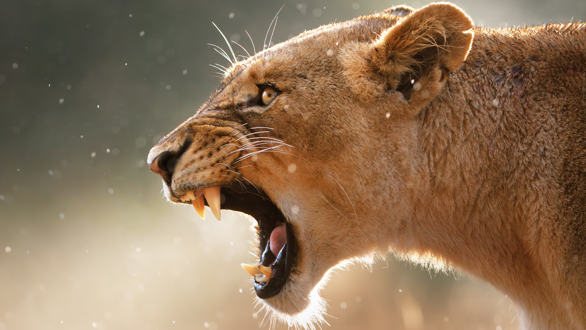 What's the most terrifying sound made by an animal? It's worse than the roar  of a lion