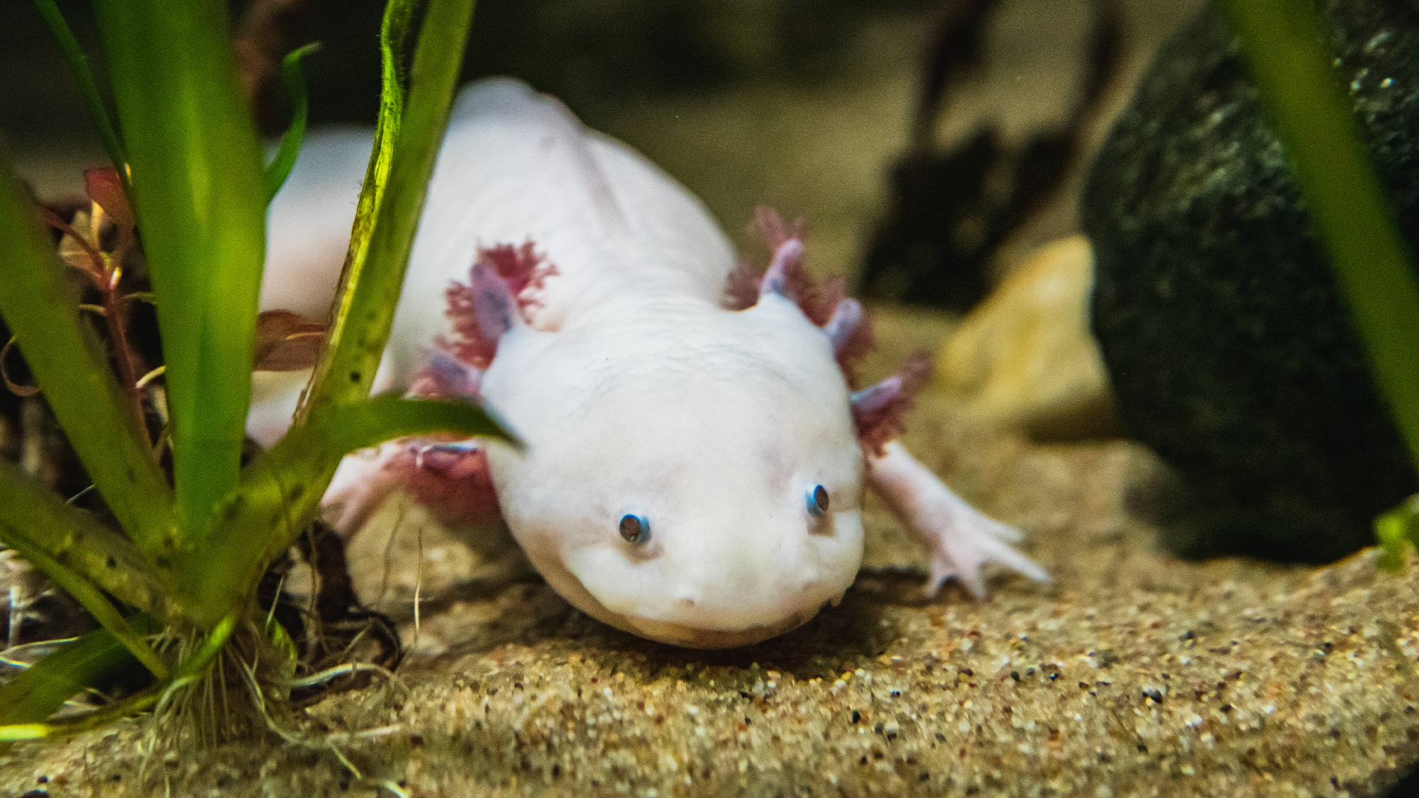 Some axolotls I made yesterday, because. they look cool!? The