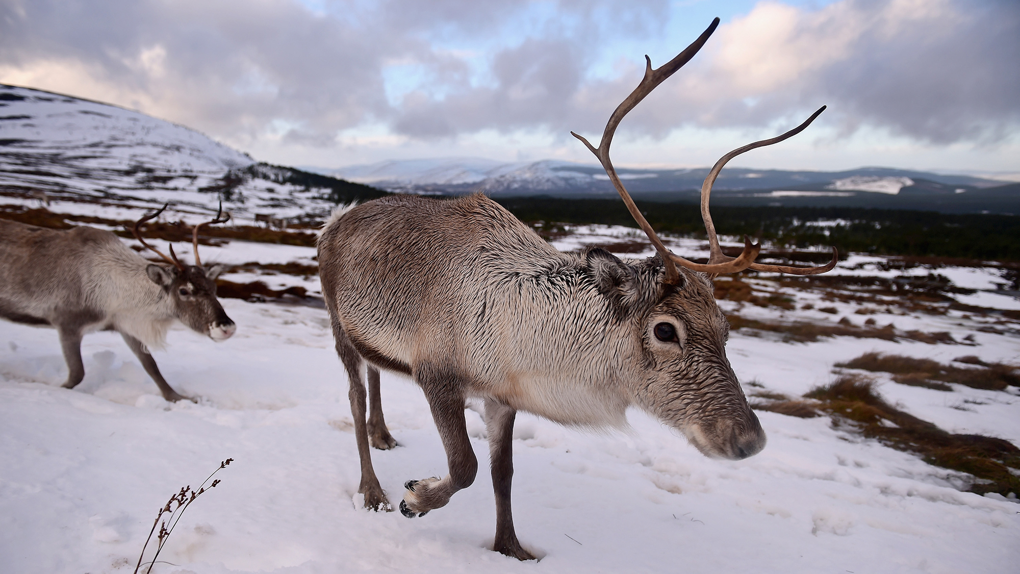 A reindeer stands on snowy ground with hills in the distance.