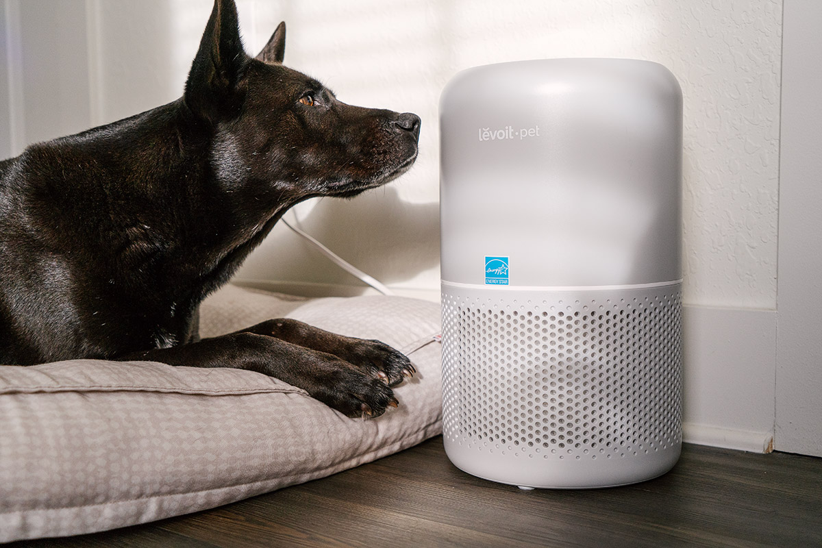 This Air Purifier Helps Ease Allergies and Remove Pet Odor