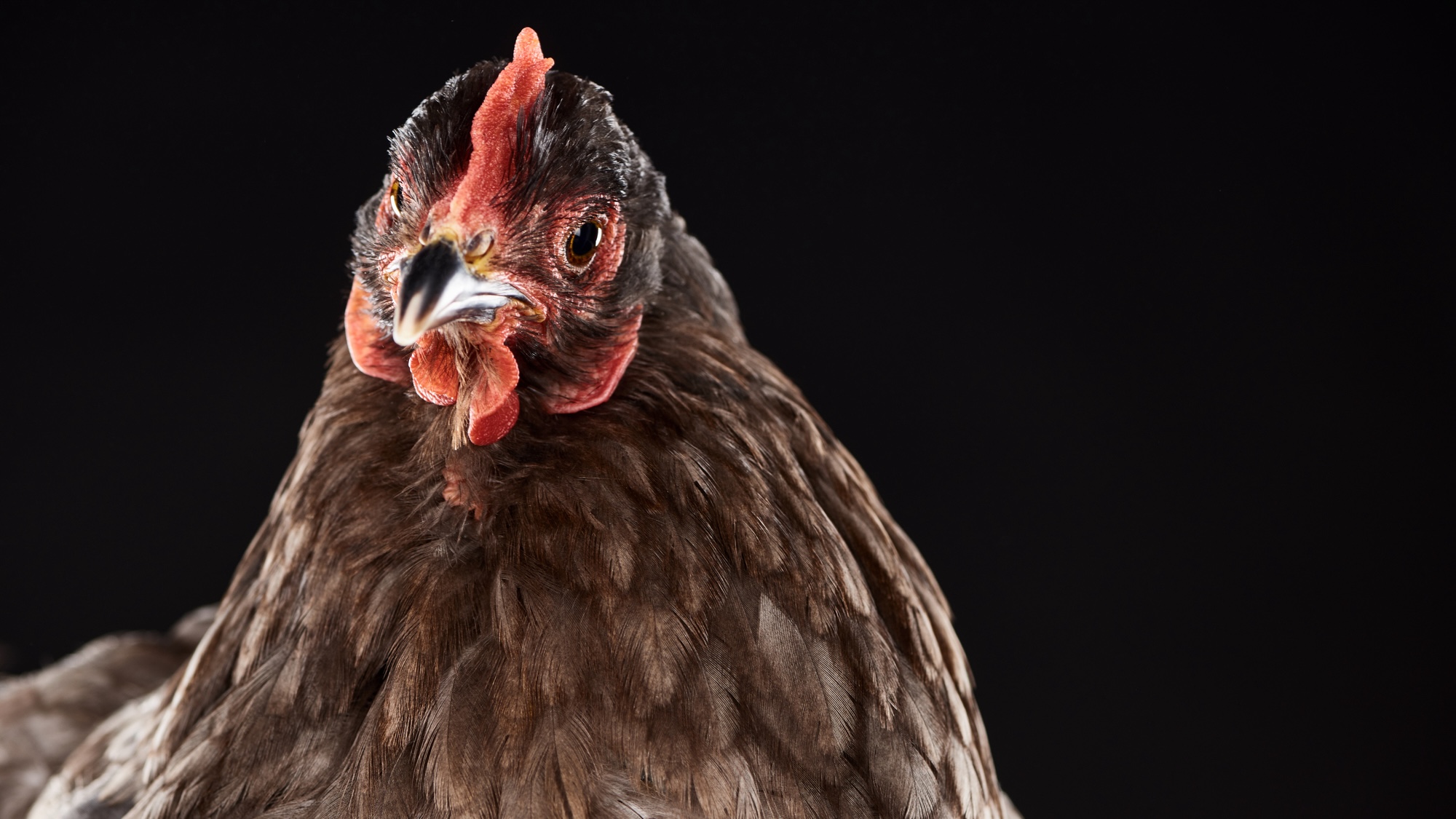 Chicken fat supercapacitors could store green energy of the future thumbnail