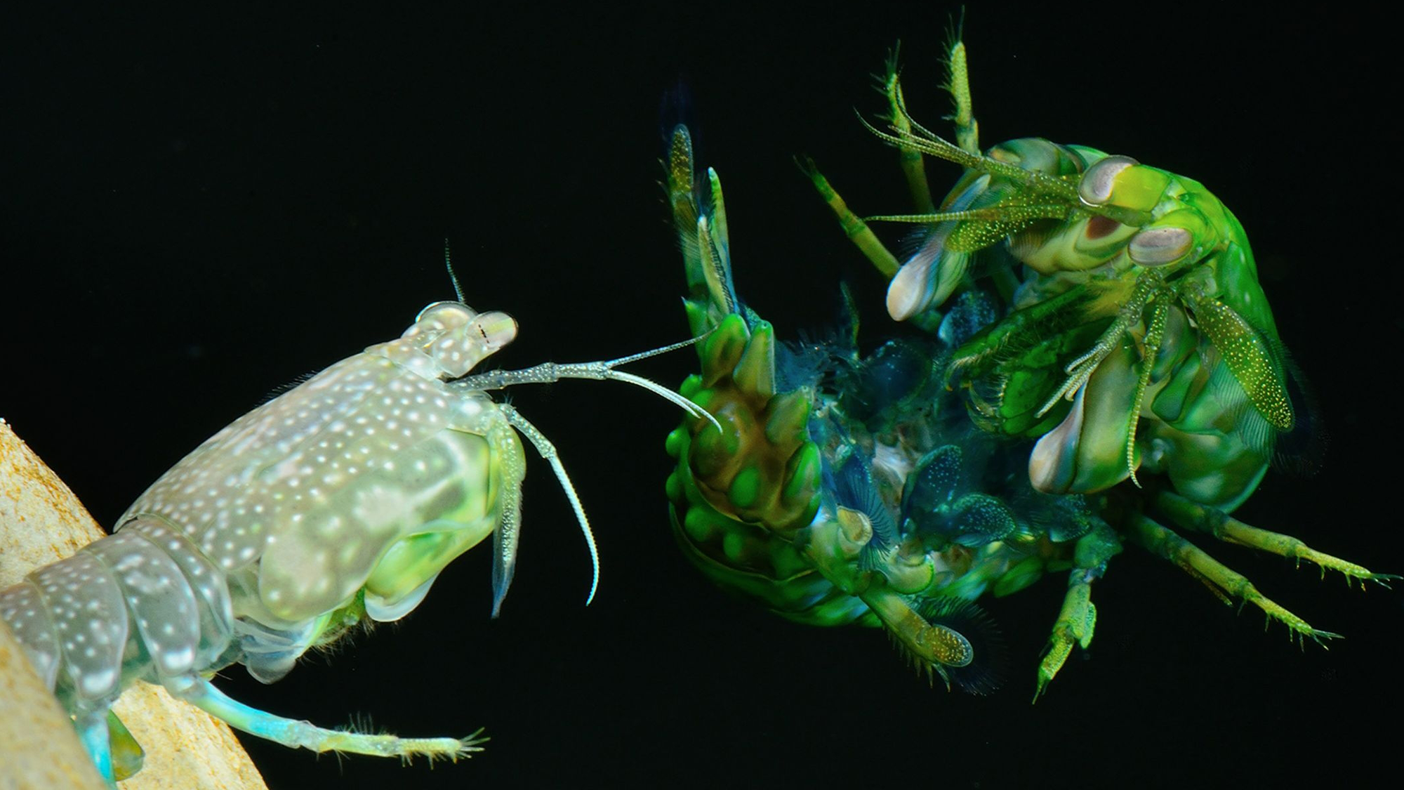 Bullet-fast mantis shrimp punches caught by super-speed cameras thumbnail