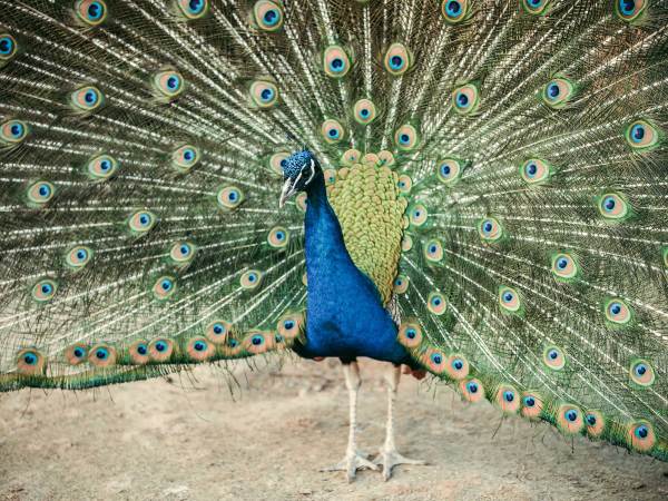 A peacock.