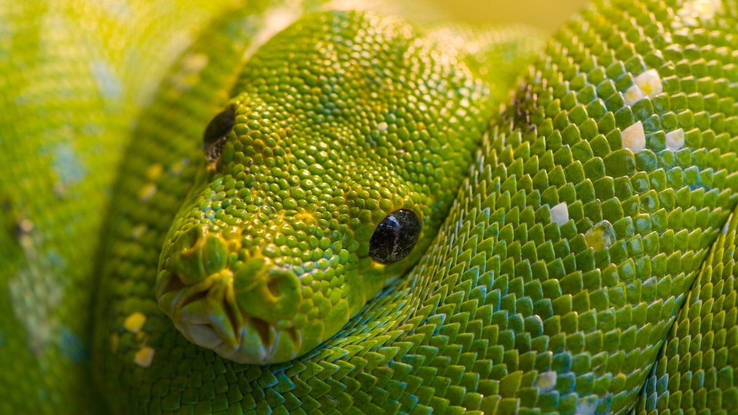 a green snake