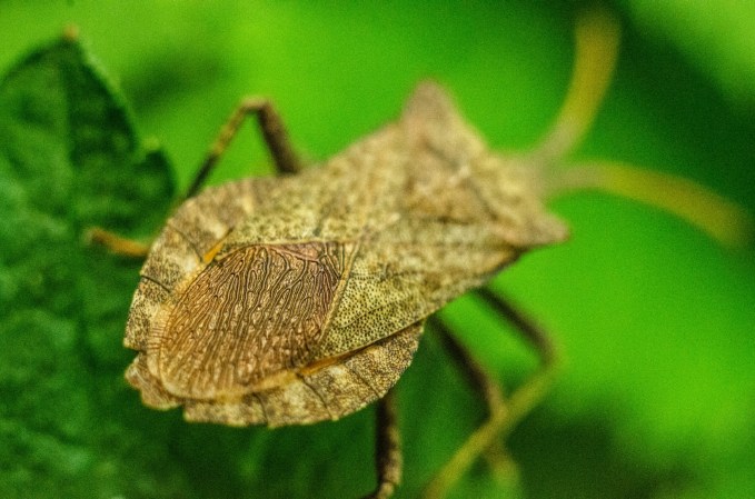 Brown stink bug about to land in a bug trap