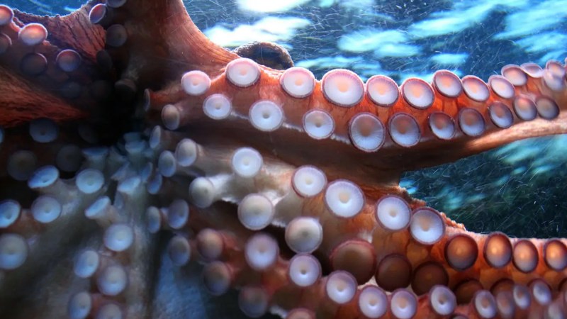 A ‘male’ octopus surprised its keepers with a cloud of 10,000 babies