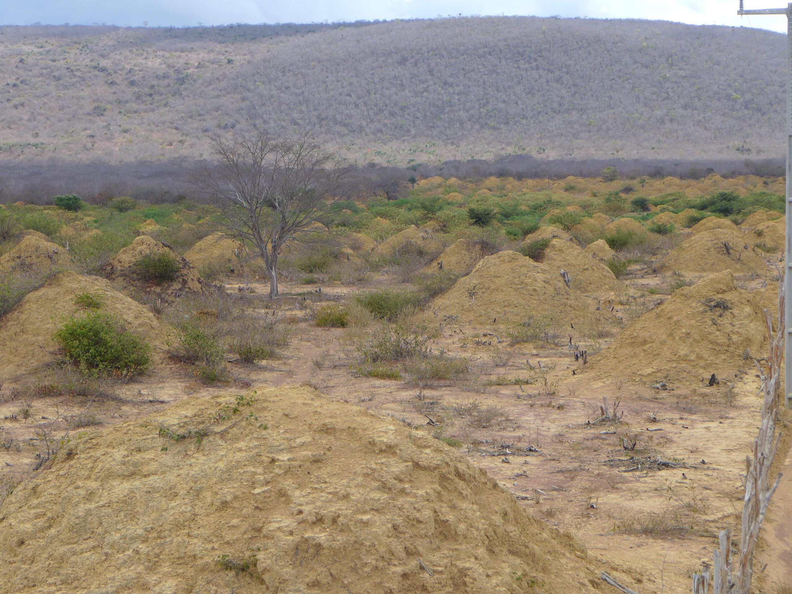 A field full of termite mounds