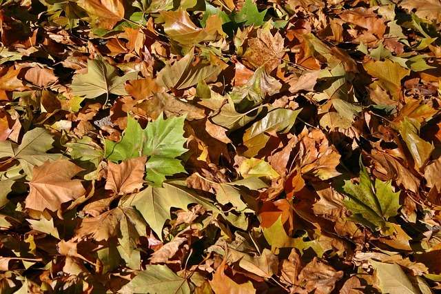 Fallen, dried leaves on the ground.