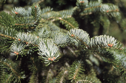 balsam fir needles