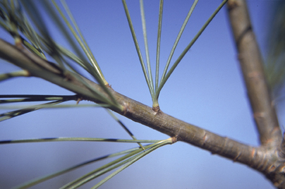 white pine needles