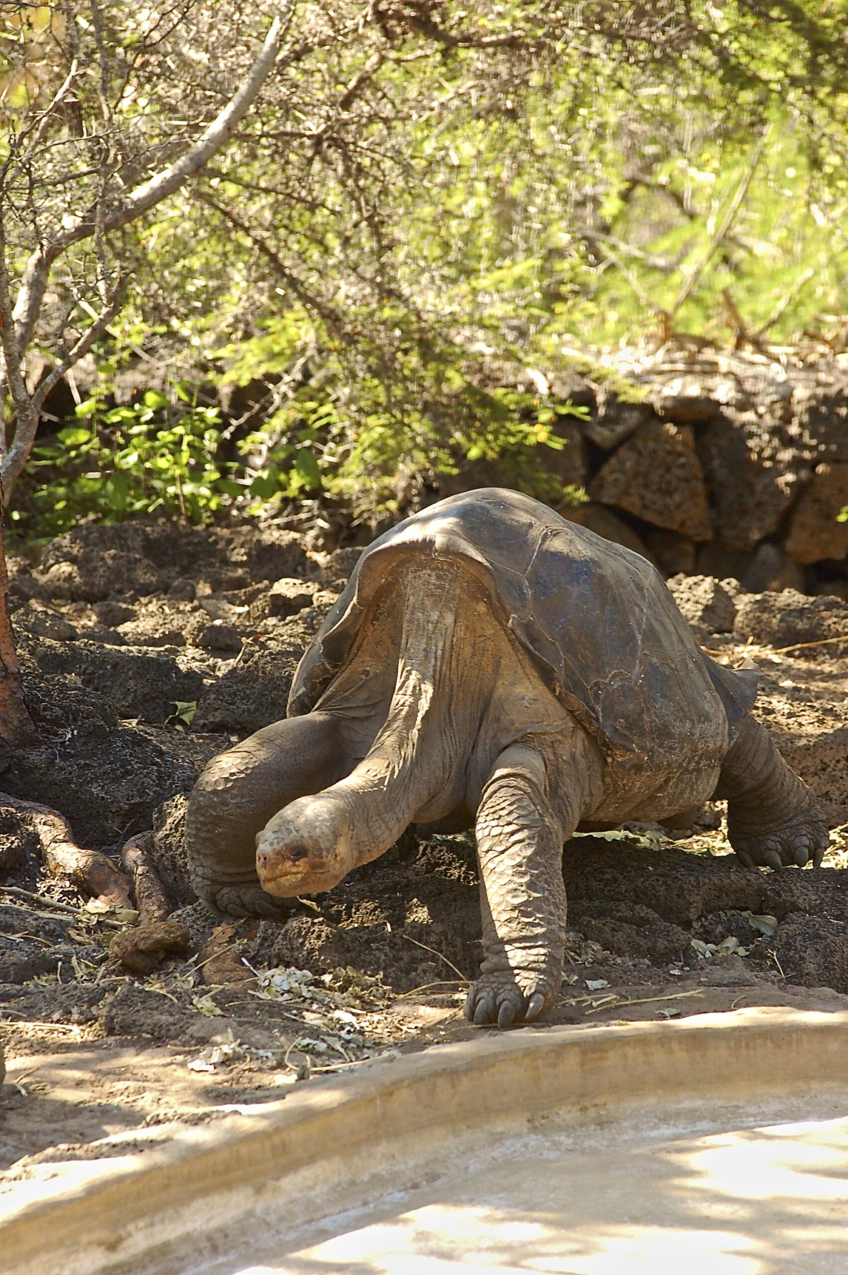 lonesome george darwin station