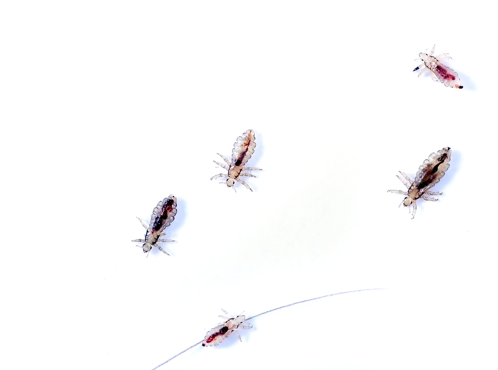 Five head lice on a white background. 