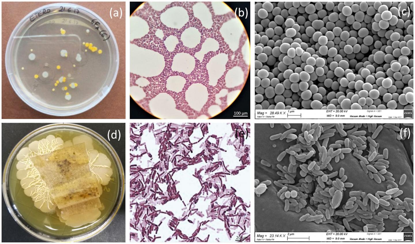 Microorganisms culture research art