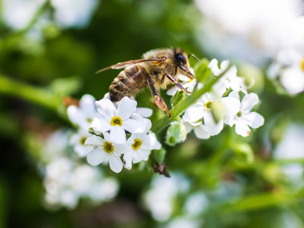 Western honey bee