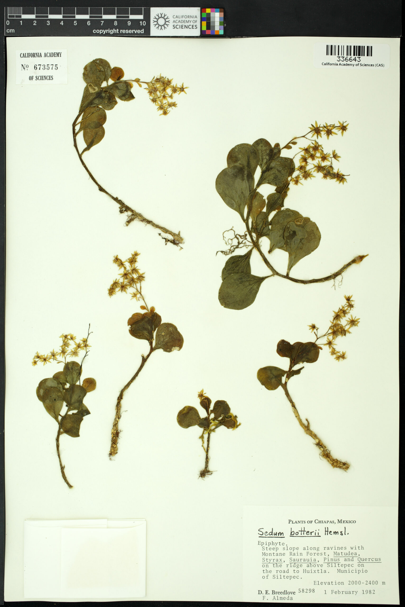 sedum botterii plant scan