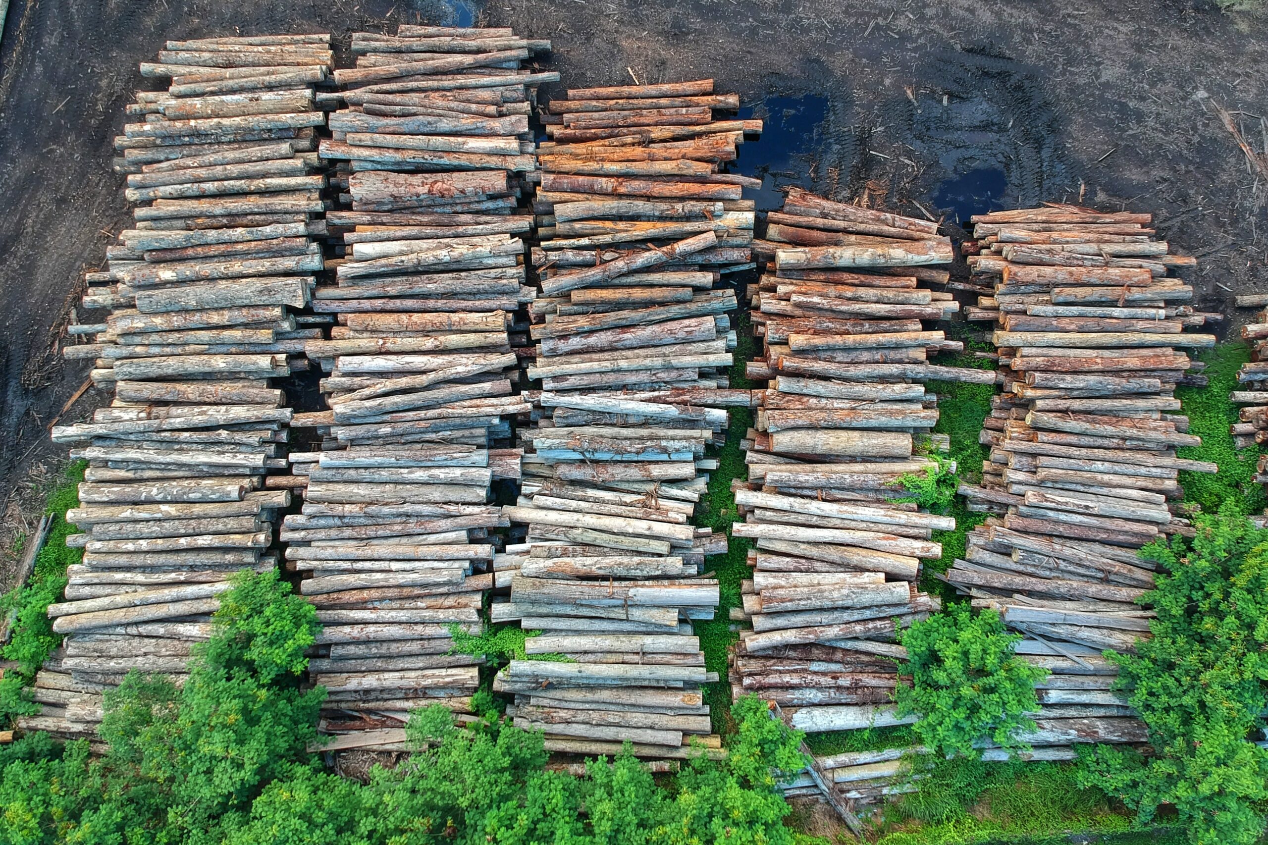 stacks of wood