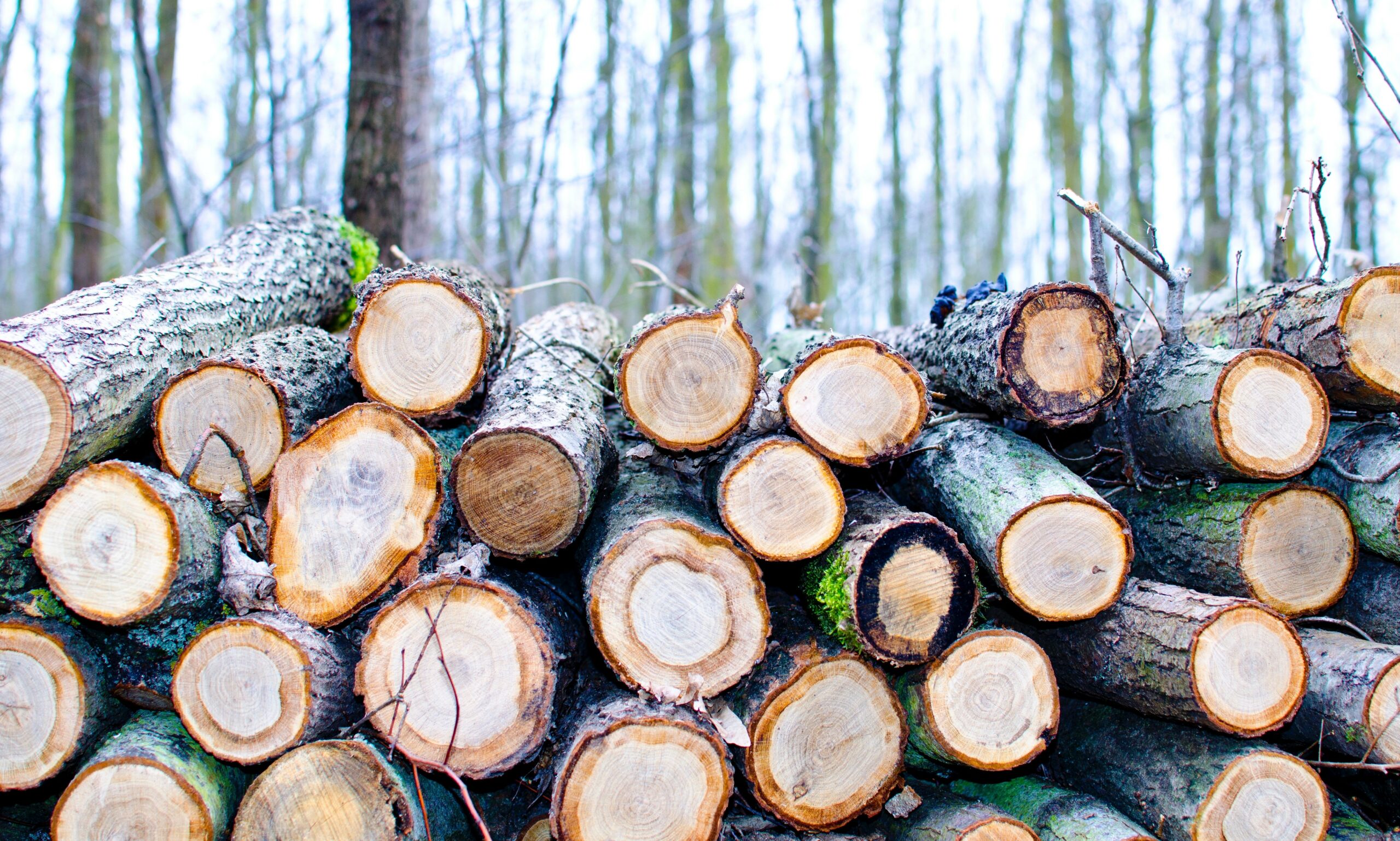 logs of timber stacked up