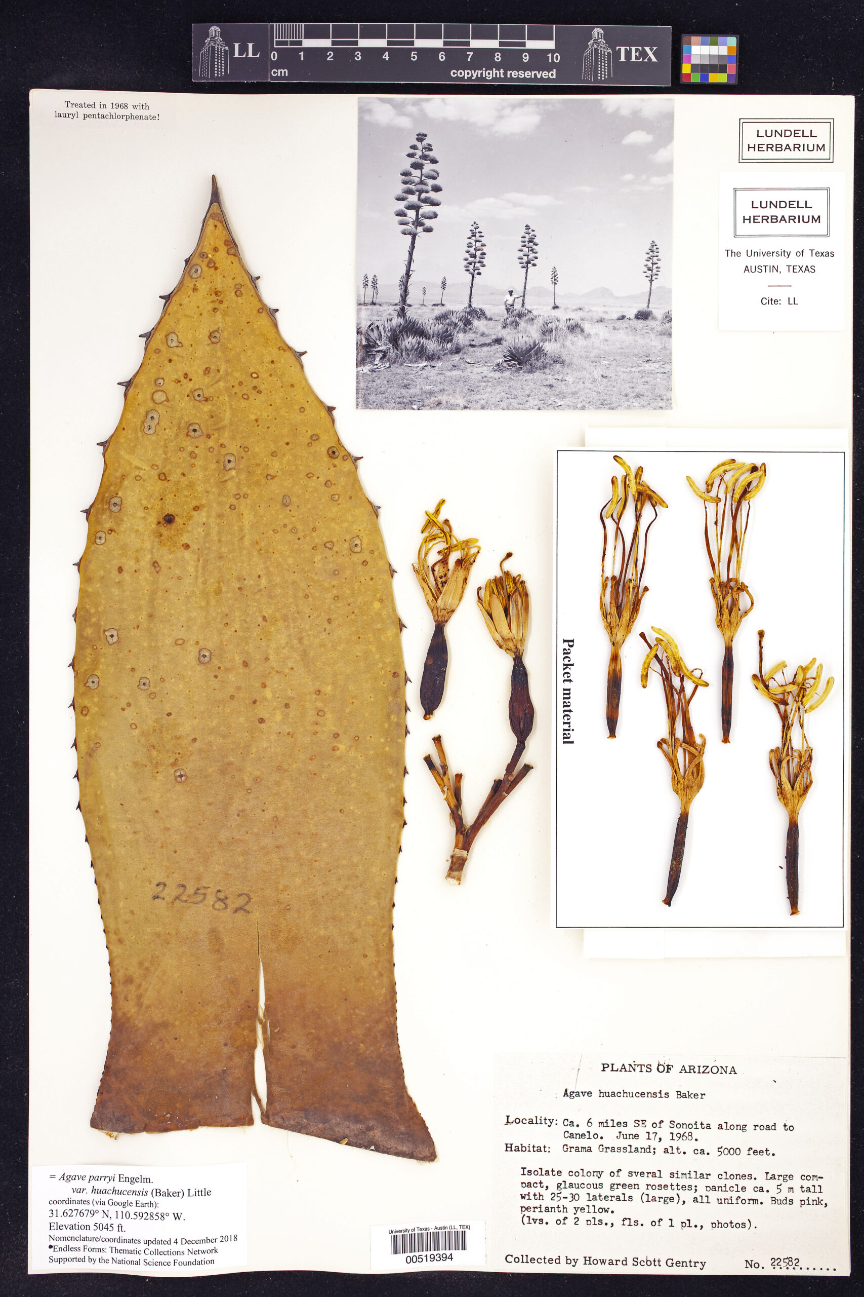 Agave parryi huachucensis plant scan