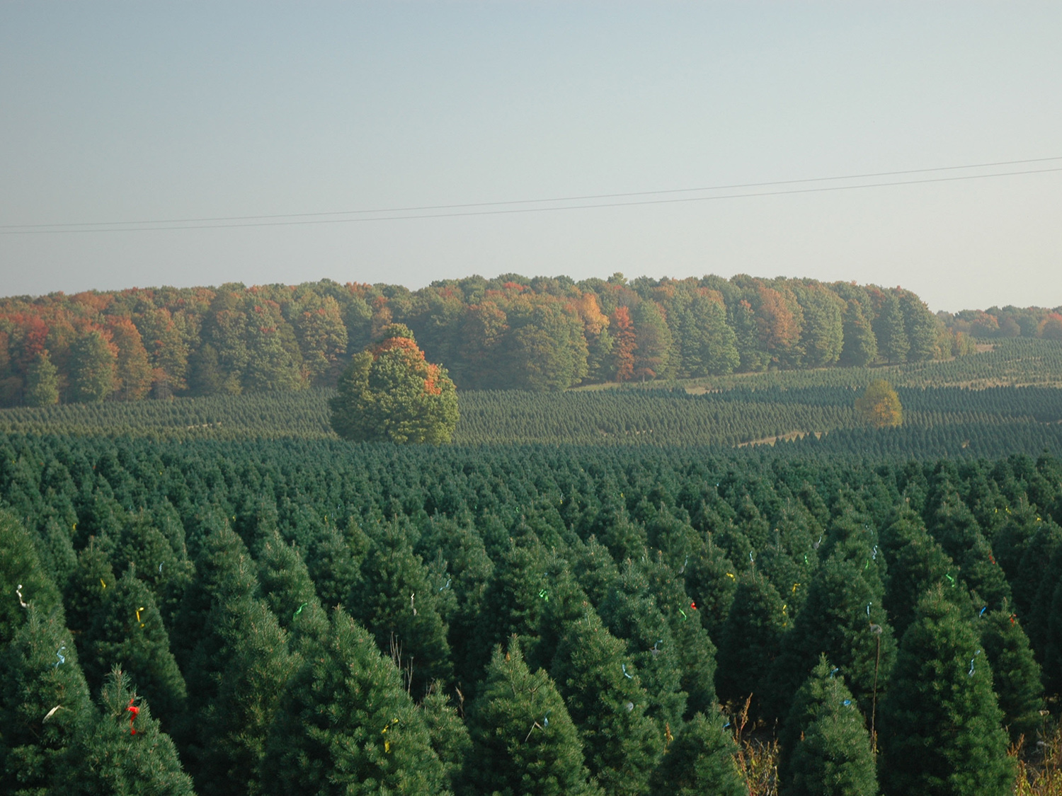 Scotch pines on a Christmas tree farm in northern Michigan