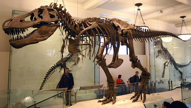 T. rex skeleton at American Museum of Natural History