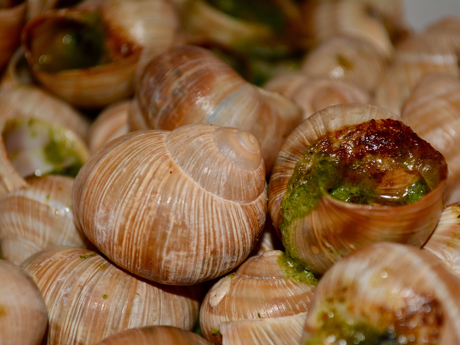 Escargot in garlic sauce